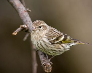 Preview wallpaper pine siskin, siskin, bird, branch, blur