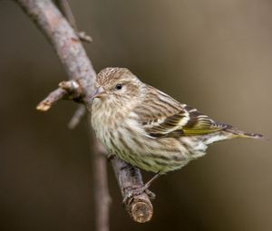 Preview wallpaper pine siskin, siskin, bird, branch, blur