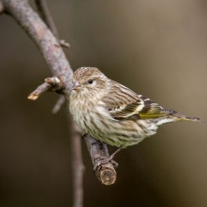 Preview wallpaper pine siskin, siskin, bird, branch, blur