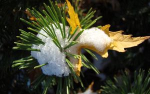Preview wallpaper pine, snow, prickles, sheet