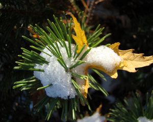 Preview wallpaper pine, snow, prickles, sheet