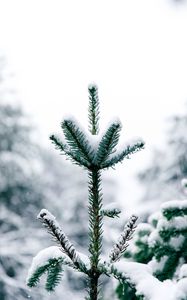 Preview wallpaper pine, snow, tree, conifer, winter