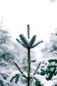 Preview wallpaper pine, snow, tree, conifer, winter