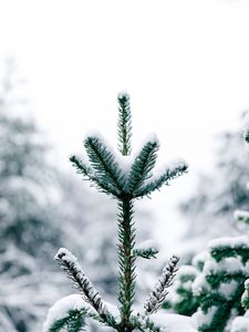 Preview wallpaper pine, snow, tree, conifer, winter