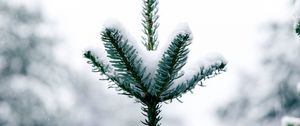 Preview wallpaper pine, snow, tree, conifer, winter