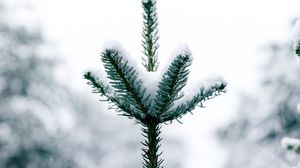 Preview wallpaper pine, snow, tree, conifer, winter