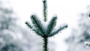 Preview wallpaper pine, snow, tree, conifer, winter