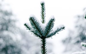 Preview wallpaper pine, snow, tree, conifer, winter