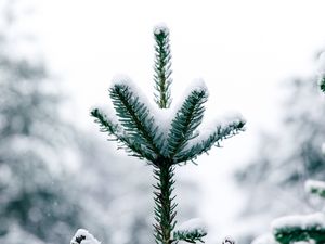 Preview wallpaper pine, snow, tree, conifer, winter