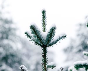 Preview wallpaper pine, snow, tree, conifer, winter