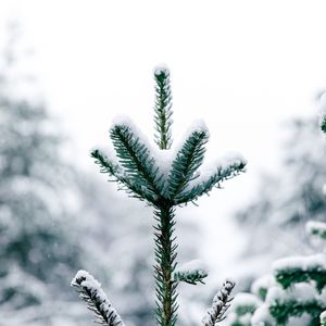 Preview wallpaper pine, snow, tree, conifer, winter