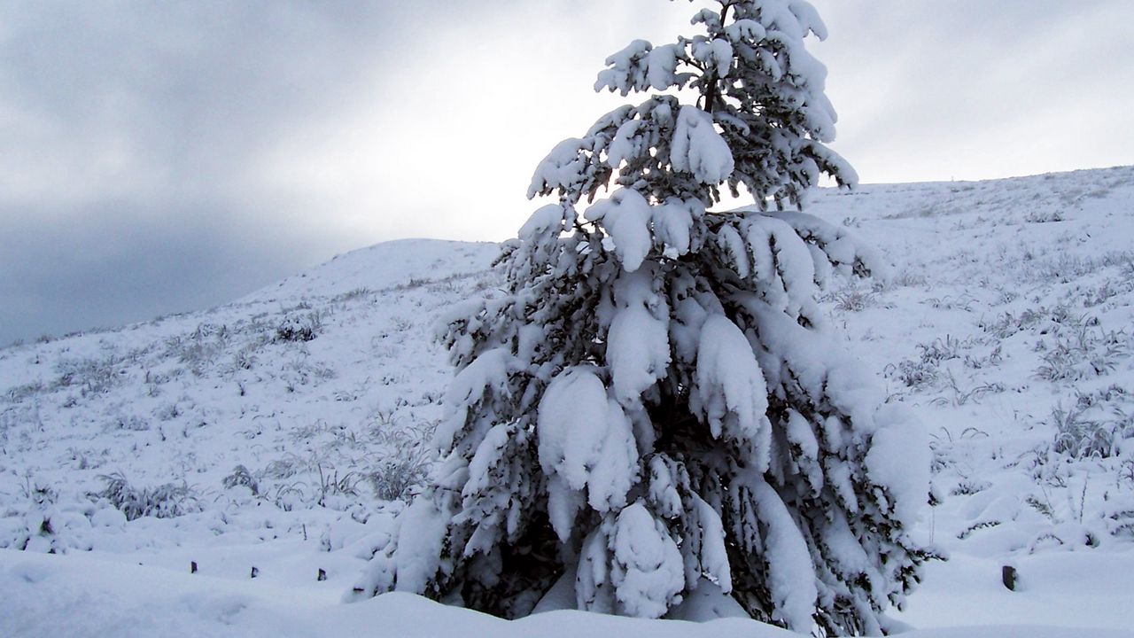 Wallpaper pine, snow, weight