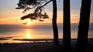 Preview wallpaper pine, sun, coast, water, glare