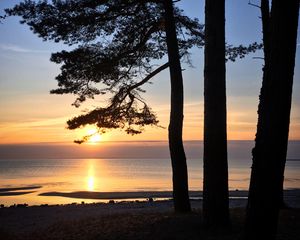 Preview wallpaper pine, sun, coast, water, glare