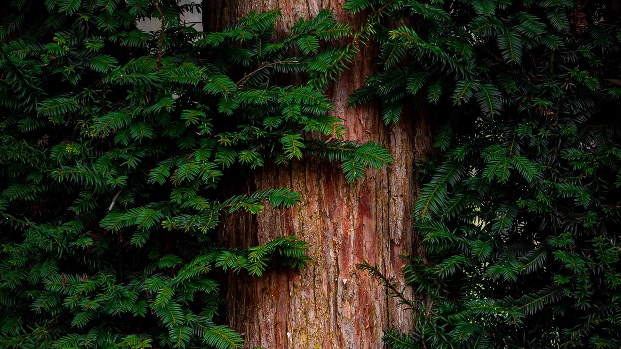 Wallpaper pine, tree, branches, needles, bark, green