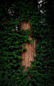 Preview wallpaper pine, tree, branches, needles, bark, green