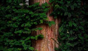 Preview wallpaper pine, tree, branches, needles, bark, green