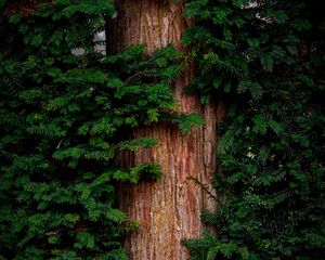 Preview wallpaper pine, tree, branches, needles, bark, green