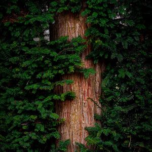 Preview wallpaper pine, tree, branches, needles, bark, green