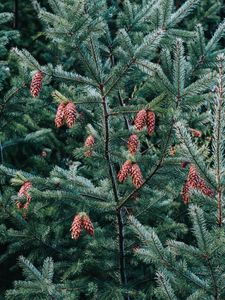 Preview wallpaper pine, tree, cones, needles, plant