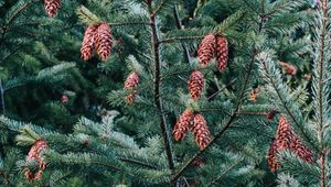 Preview wallpaper pine, tree, cones, needles, plant