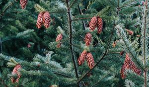 Preview wallpaper pine, tree, cones, needles, plant