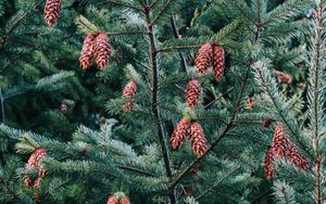 Preview wallpaper pine, tree, cones, needles, plant