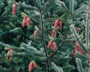 Preview wallpaper pine, tree, cones, needles, plant