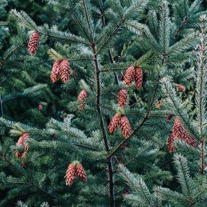 Preview wallpaper pine, tree, cones, needles, plant