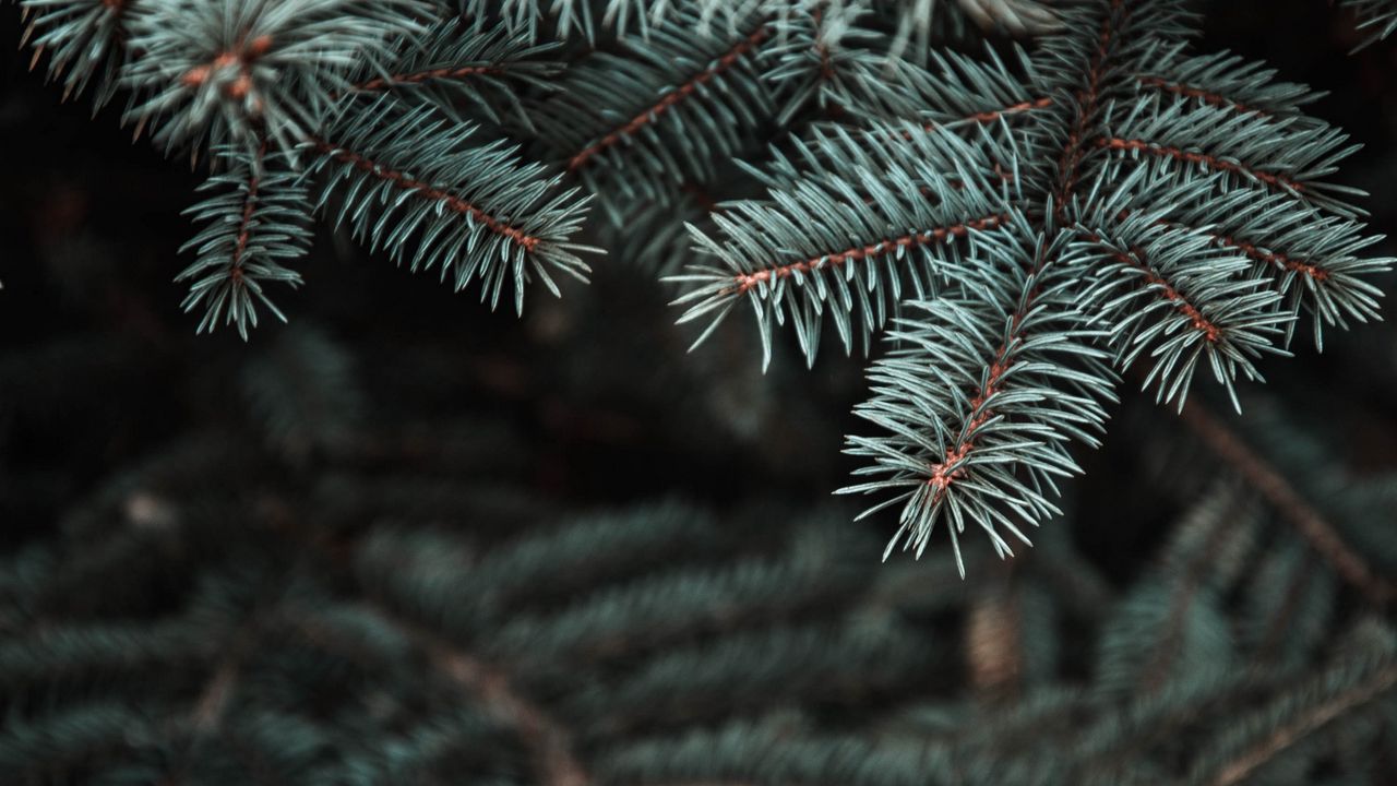 Wallpaper pine, tree, prickles, needles, blur, branch