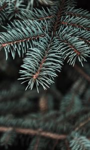 Preview wallpaper pine, tree, prickles, needles, blur, branch