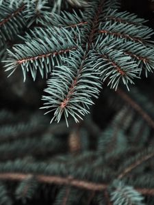 Preview wallpaper pine, tree, prickles, needles, blur, branch