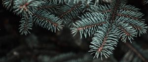 Preview wallpaper pine, tree, prickles, needles, blur, branch