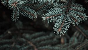 Preview wallpaper pine, tree, prickles, needles, blur, branch