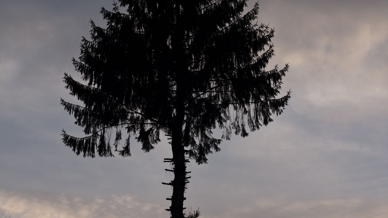 Wallpaper pine, tree, silhouette, dark, dusk