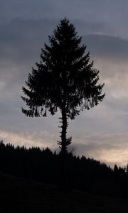 Preview wallpaper pine, tree, silhouette, dark, dusk