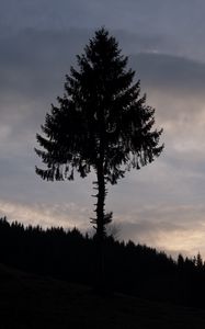 Preview wallpaper pine, tree, silhouette, dark, dusk