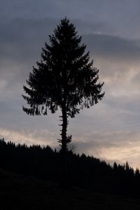 Preview wallpaper pine, tree, silhouette, dark, dusk