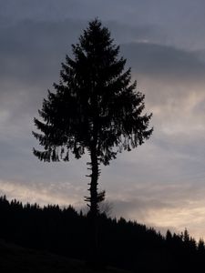 Preview wallpaper pine, tree, silhouette, dark, dusk