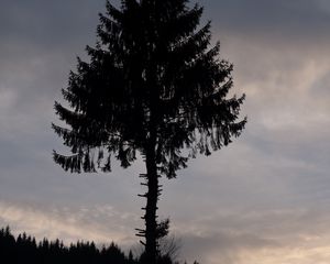 Preview wallpaper pine, tree, silhouette, dark, dusk