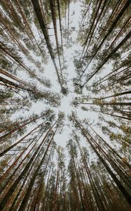 Preview wallpaper pine, trees, bottom view