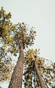 Preview wallpaper pine, trees, bottom view, sky