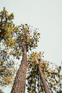 Preview wallpaper pine, trees, bottom view, sky