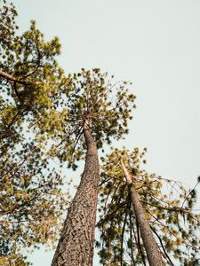 Preview wallpaper pine, trees, bottom view, sky