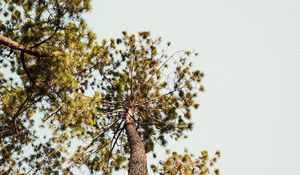 Preview wallpaper pine, trees, bottom view, sky