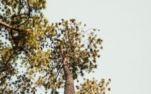 Preview wallpaper pine, trees, bottom view, sky