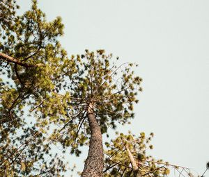 Preview wallpaper pine, trees, bottom view, sky