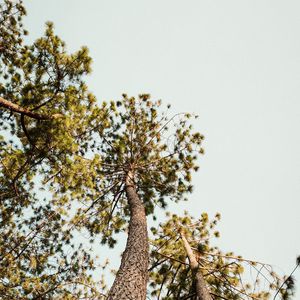 Preview wallpaper pine, trees, bottom view, sky