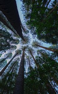 Preview wallpaper pine, trees, branches, bottom view