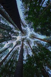 Preview wallpaper pine, trees, branches, bottom view